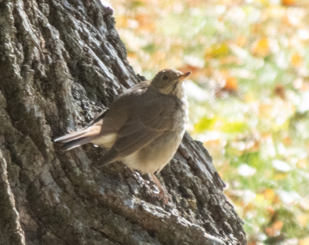 Catharus sp. - ML644151515