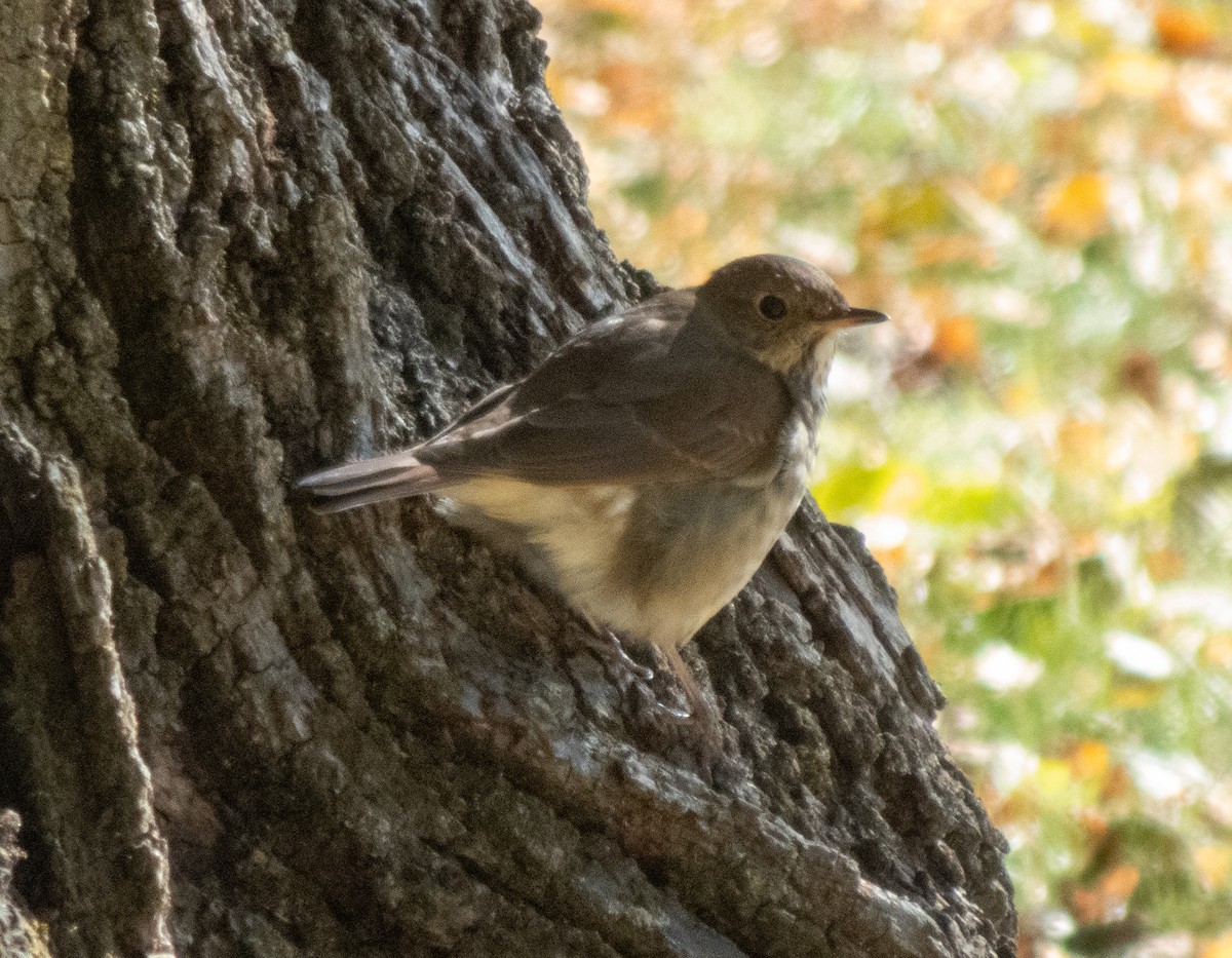 Catharus sp. - ML644151516