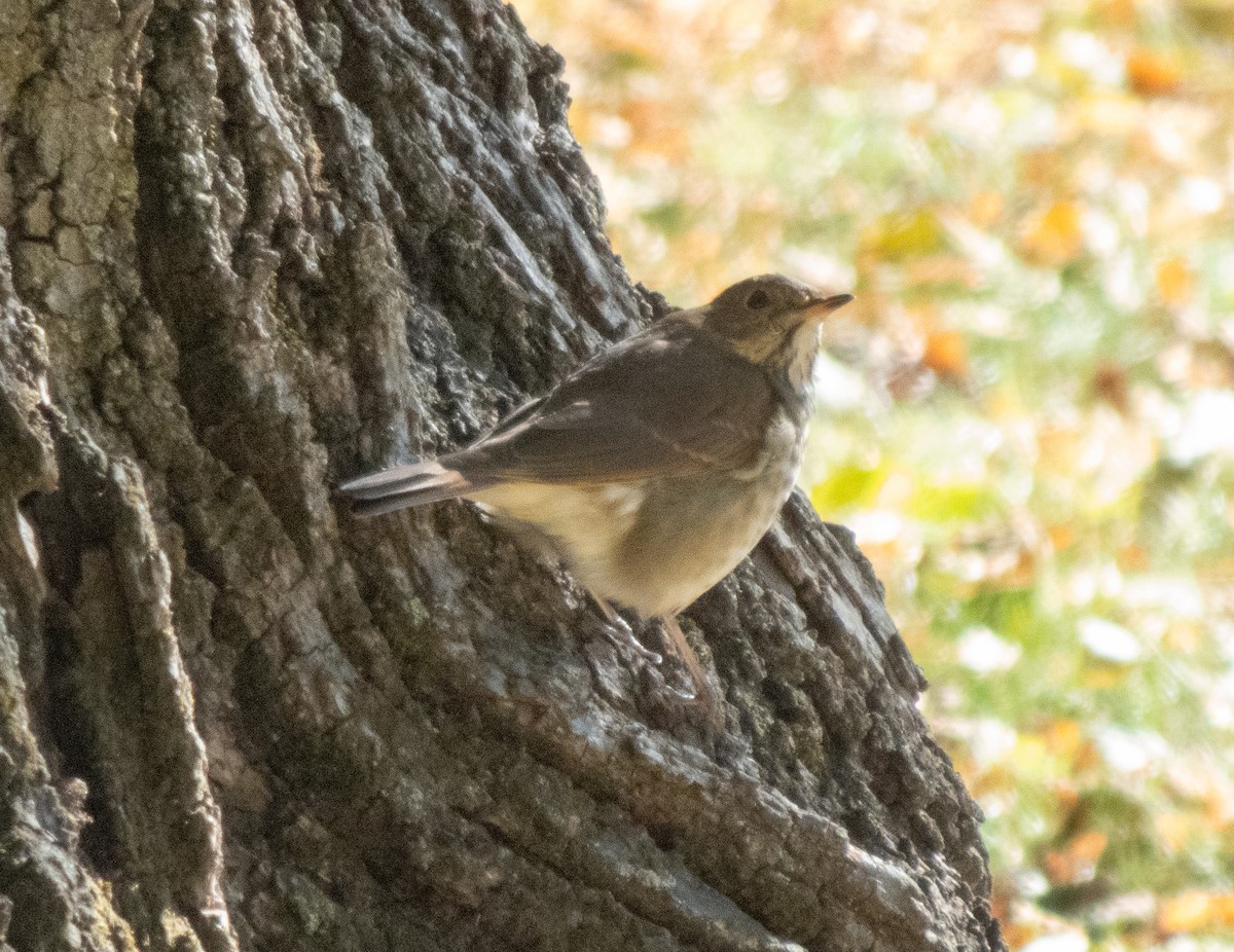 Catharus sp. - ML644151517