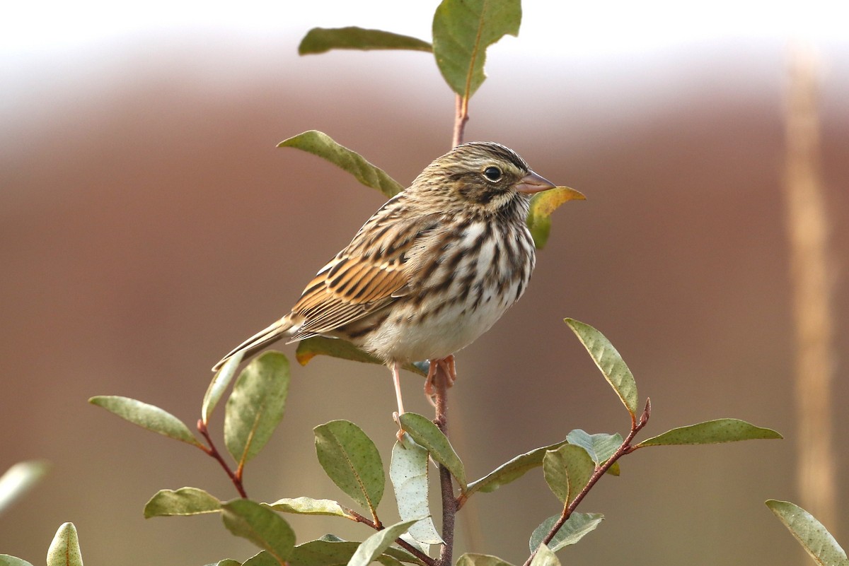 Savannah Sparrow - ML644151518
