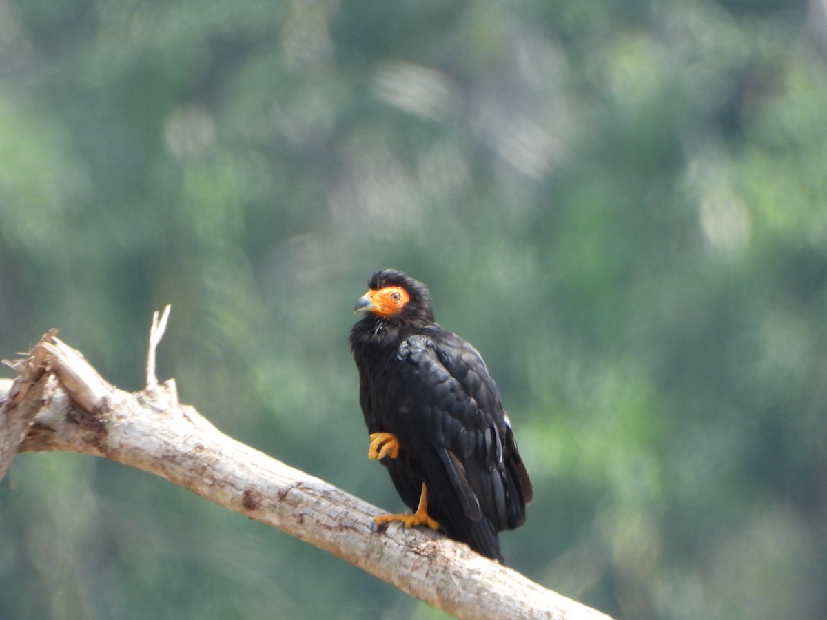 Siyah Karakara - ML644151519