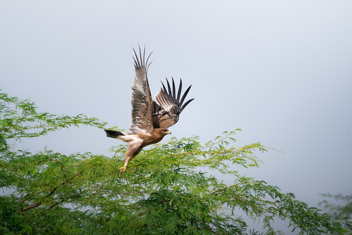 Indian Spotted Eagle - ML644151535