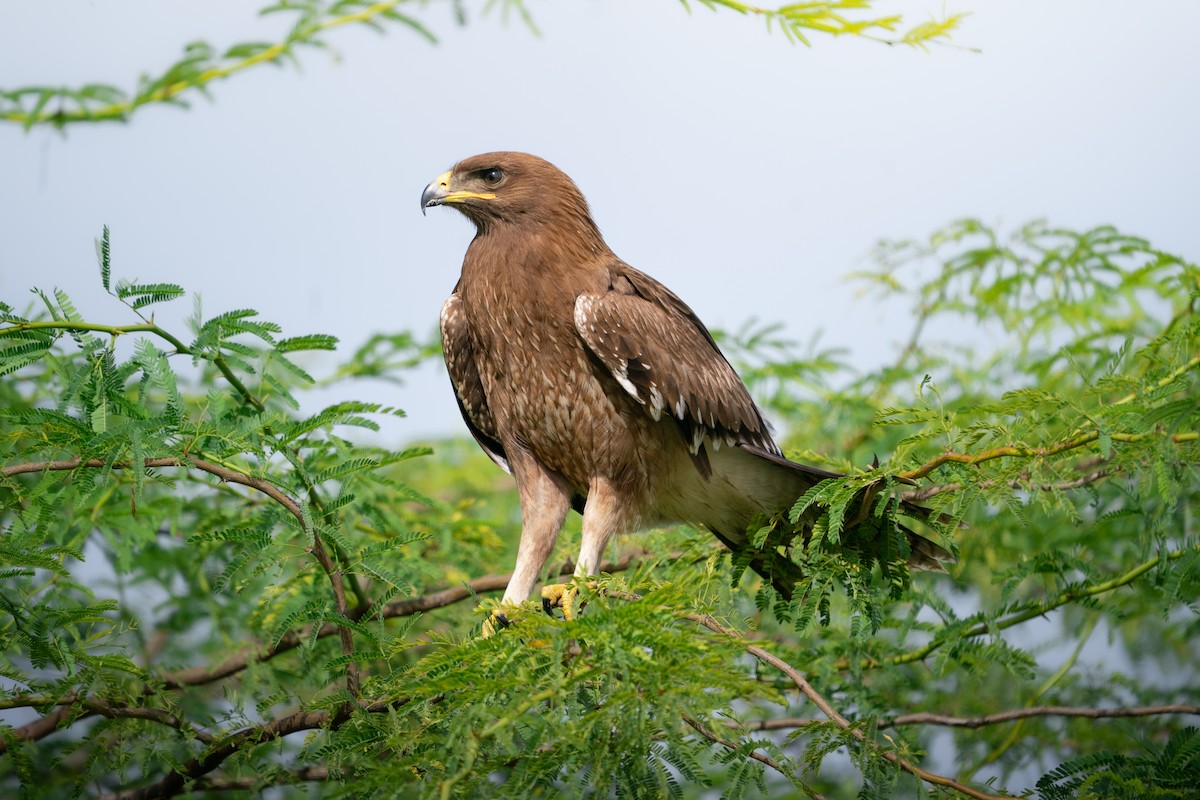 Indian Spotted Eagle - ML644151536