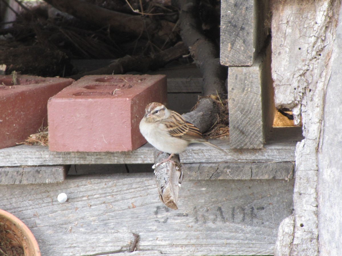 Карнатка білоброва - ML644151541