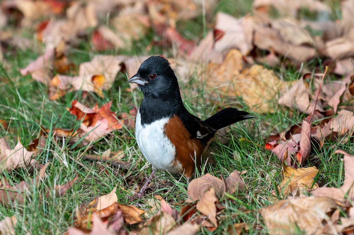 Eastern Towhee - ML644151542
