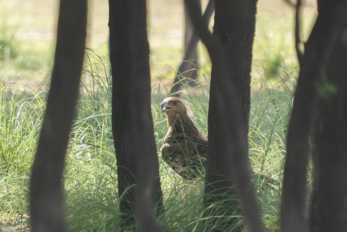 Aigle impérial - ML644151554