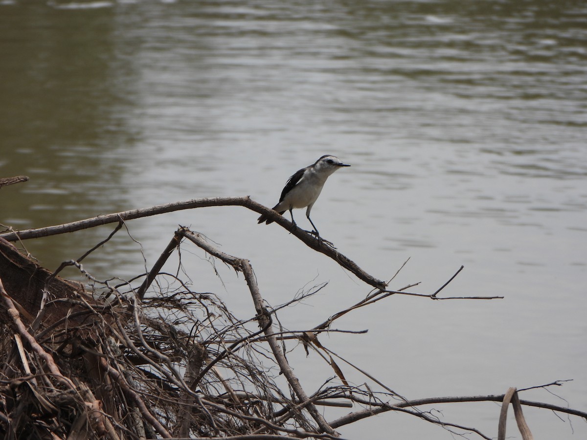 Черноспинный мухолов - ML644151562