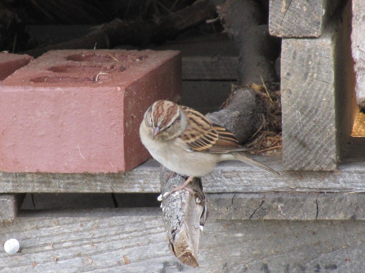 Карнатка білоброва - ML644151576