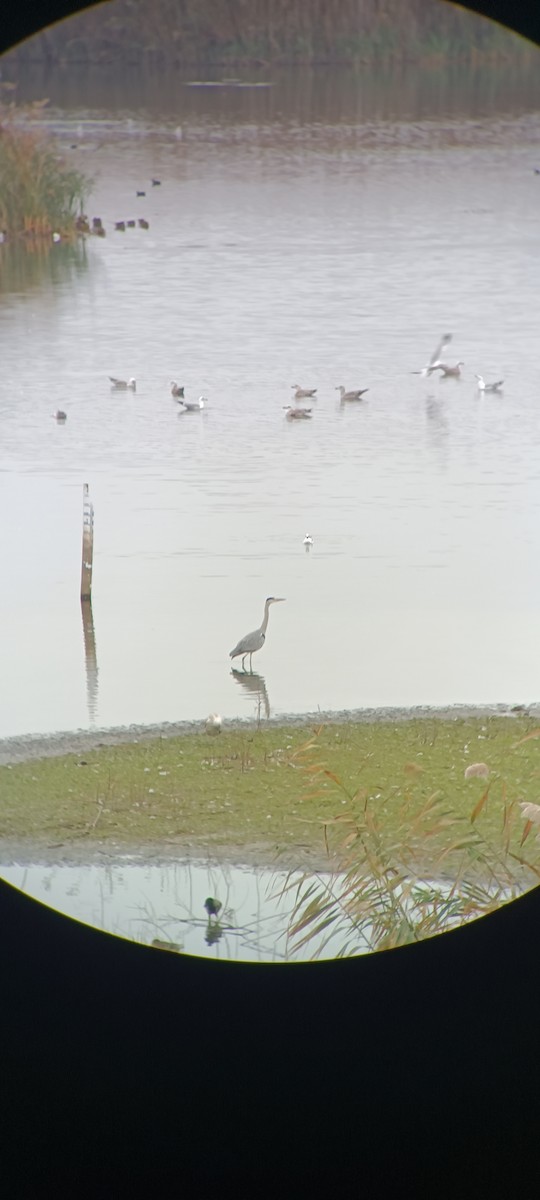 Gray Heron - ML644151577