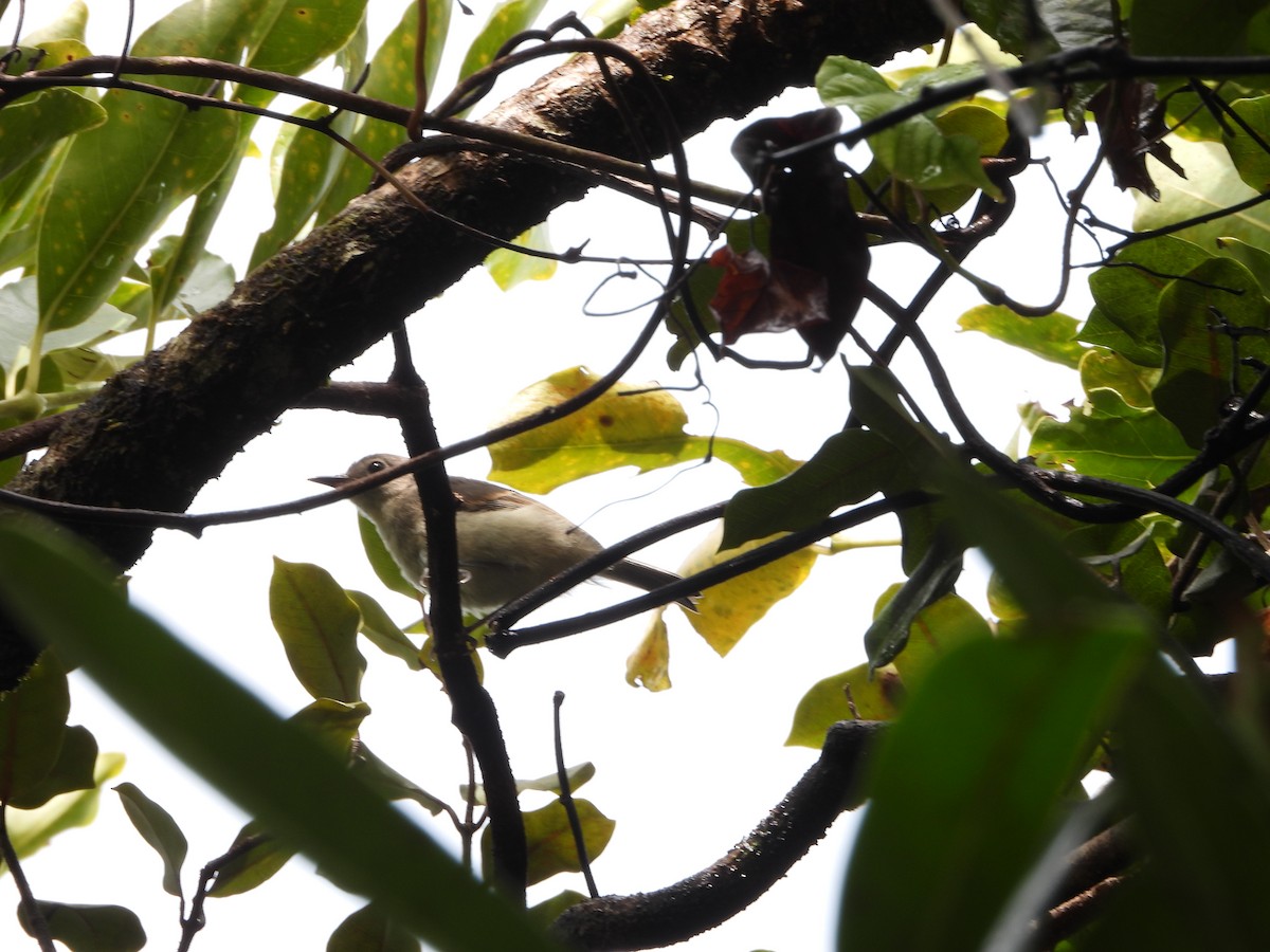 Dark Newtonia - ML644151582