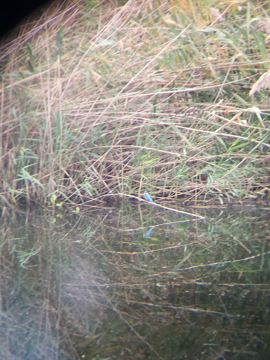 Common Kingfisher - ML644151586