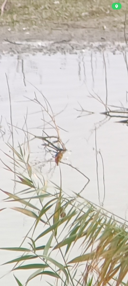 Common Kingfisher - ML644151587