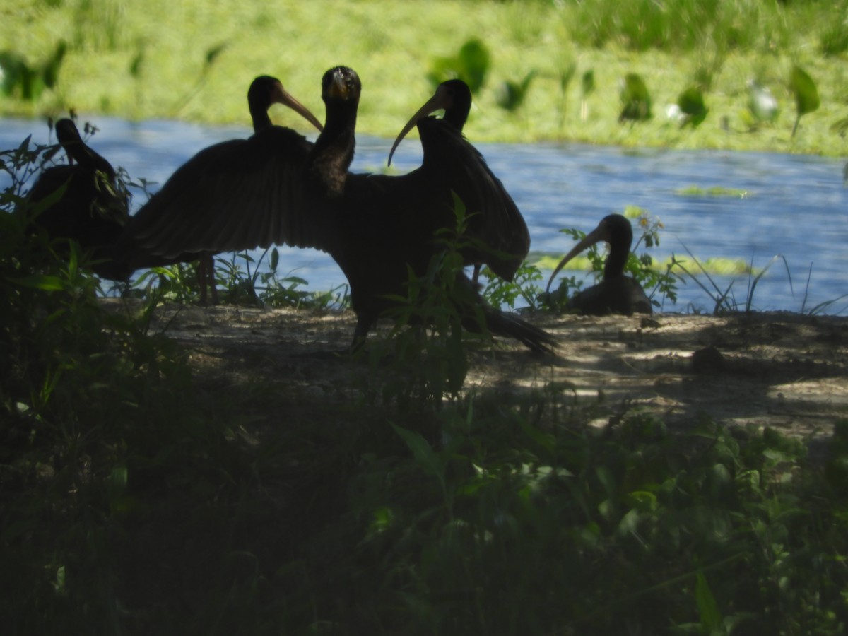 Bare-faced Ibis - ML644151593