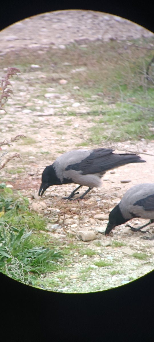 Hooded Crow - ML644151601