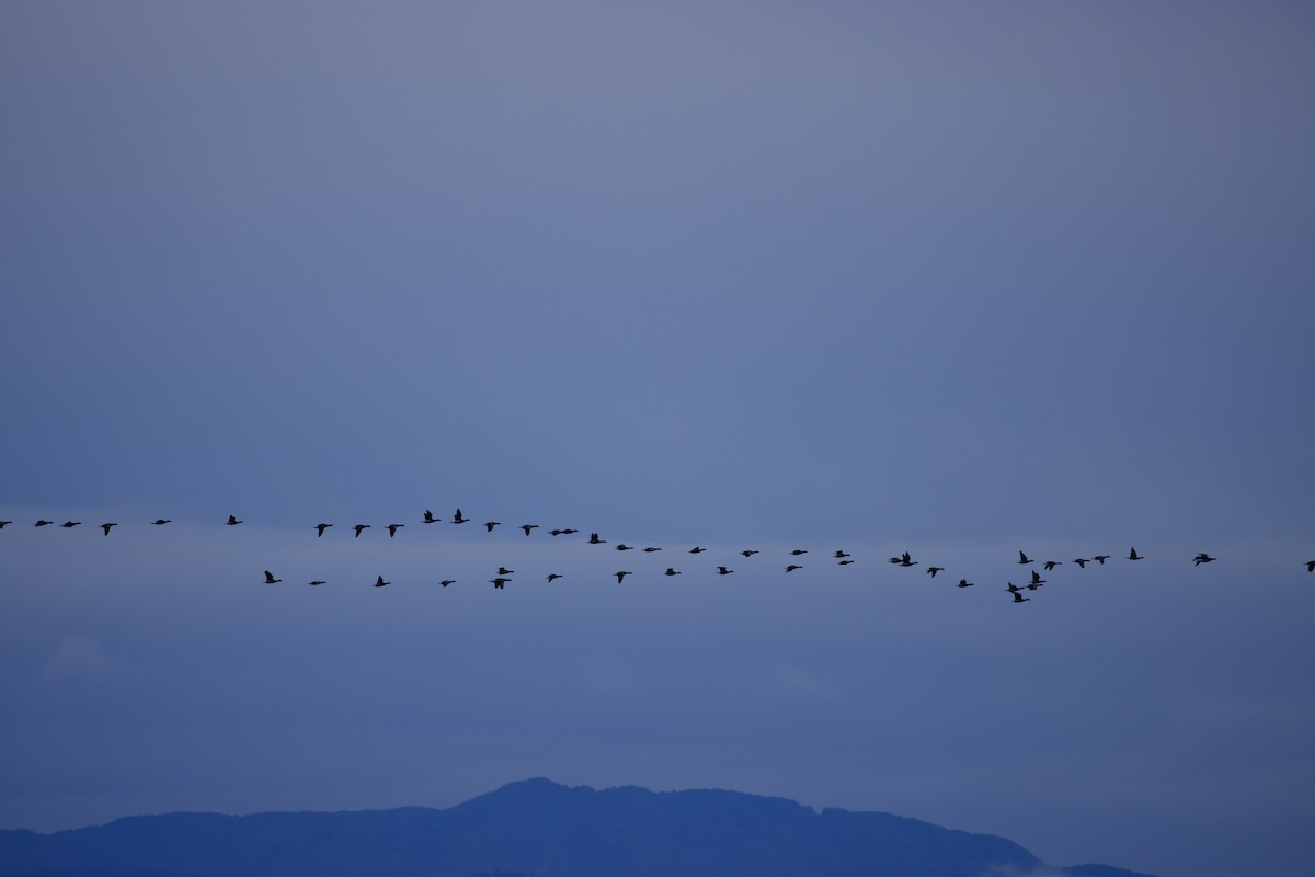 Brant - ML644151621