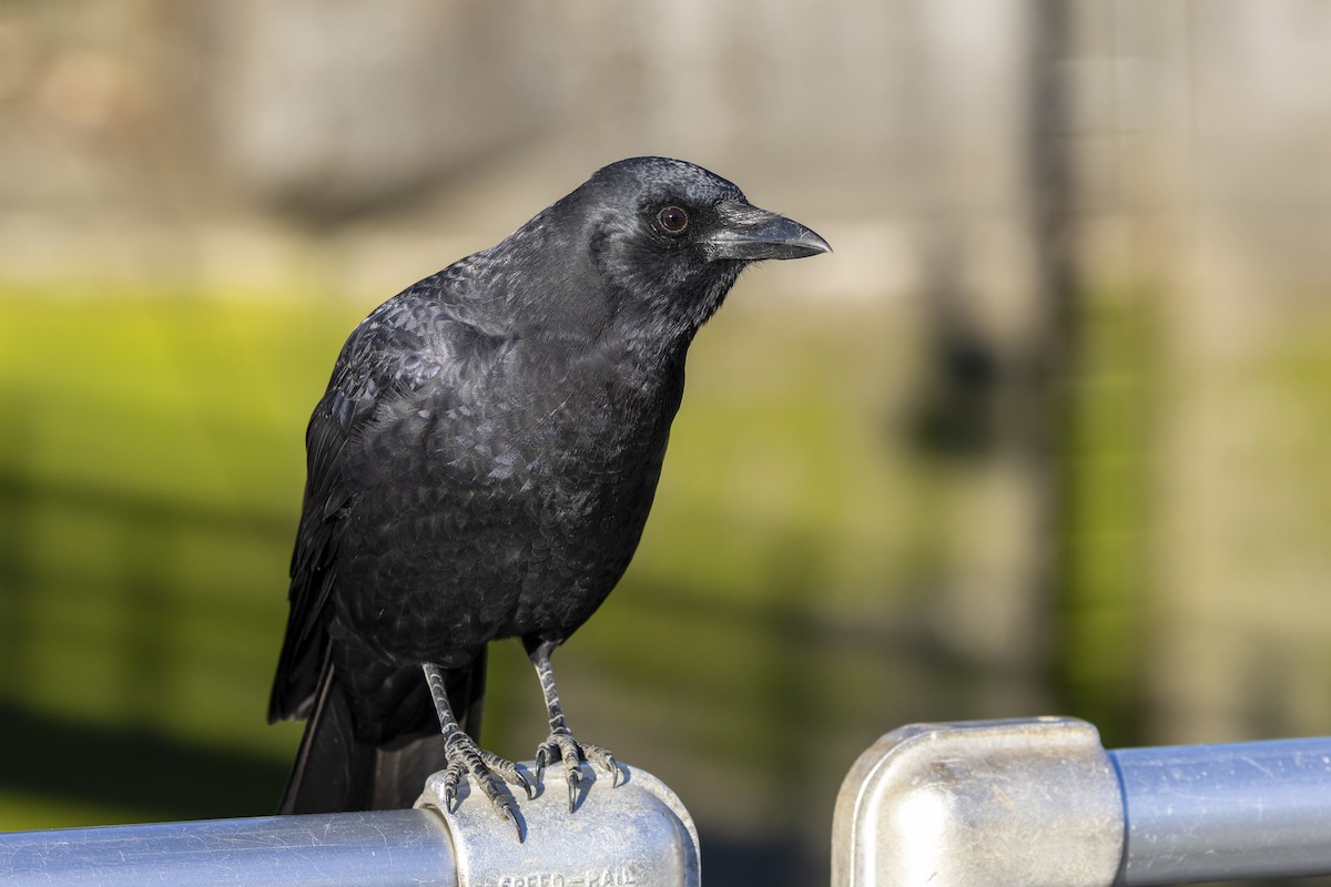 American Crow - ML644151631