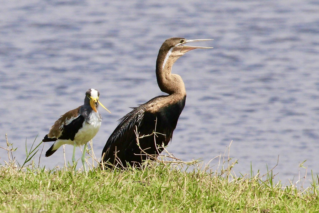 anhinga africká - ML644151632