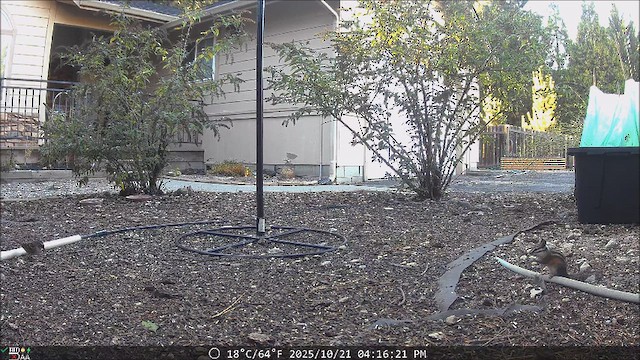 White-throated Sparrow - ML644151643