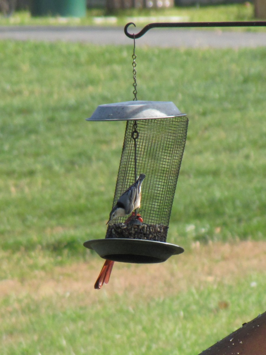 Повзик каролінський - ML644151644