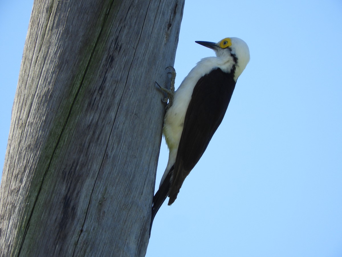 Pic dominicain - ML644151652