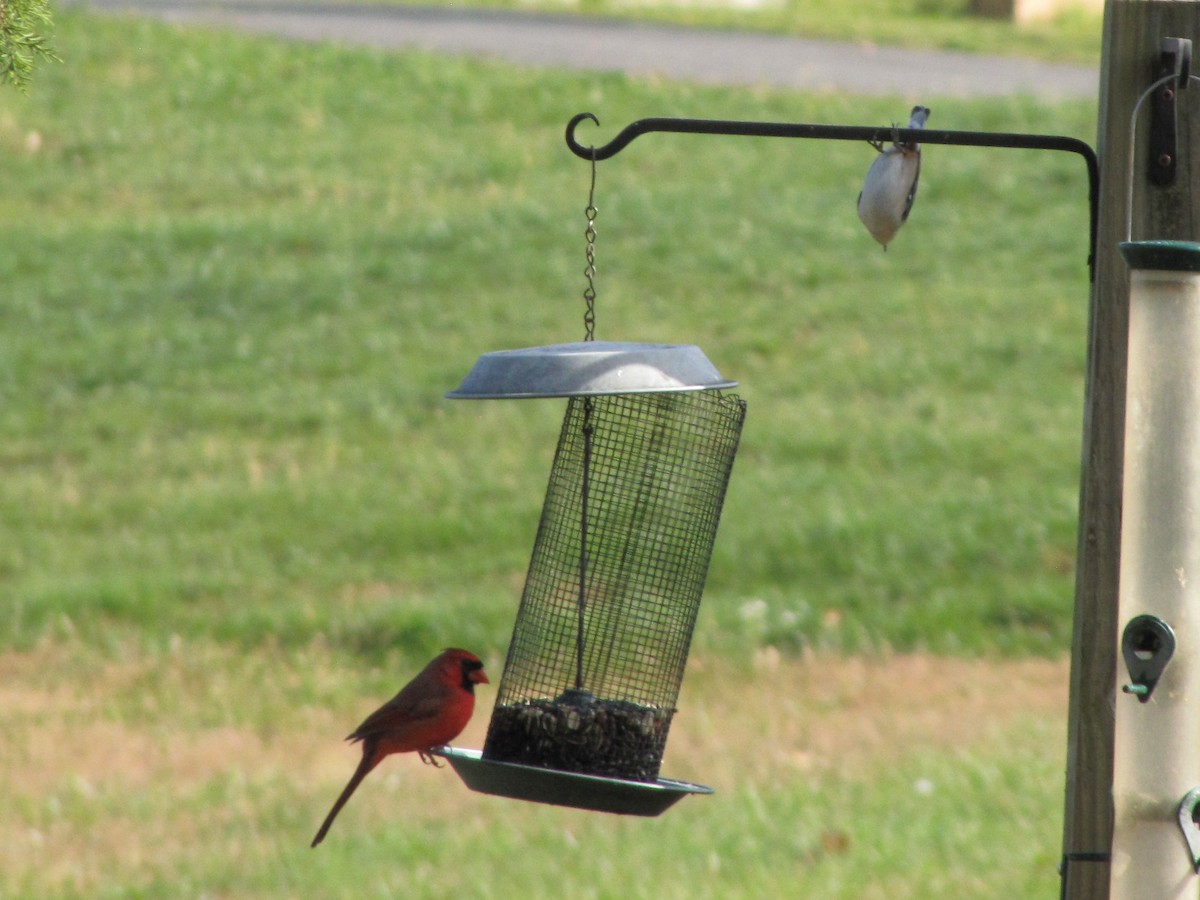 Кардинал червоний - ML644151658