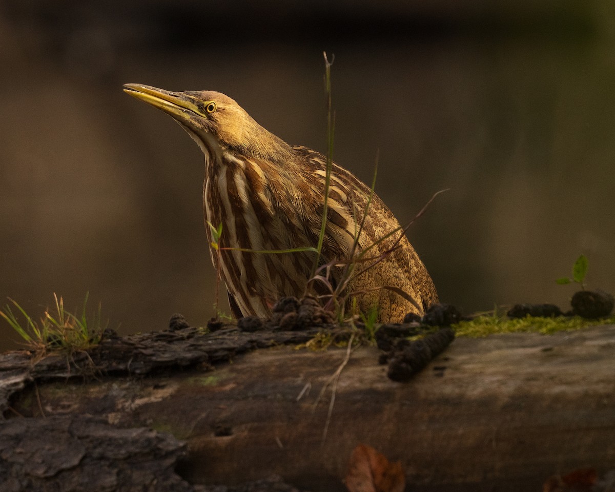 American Bittern - ML644151664