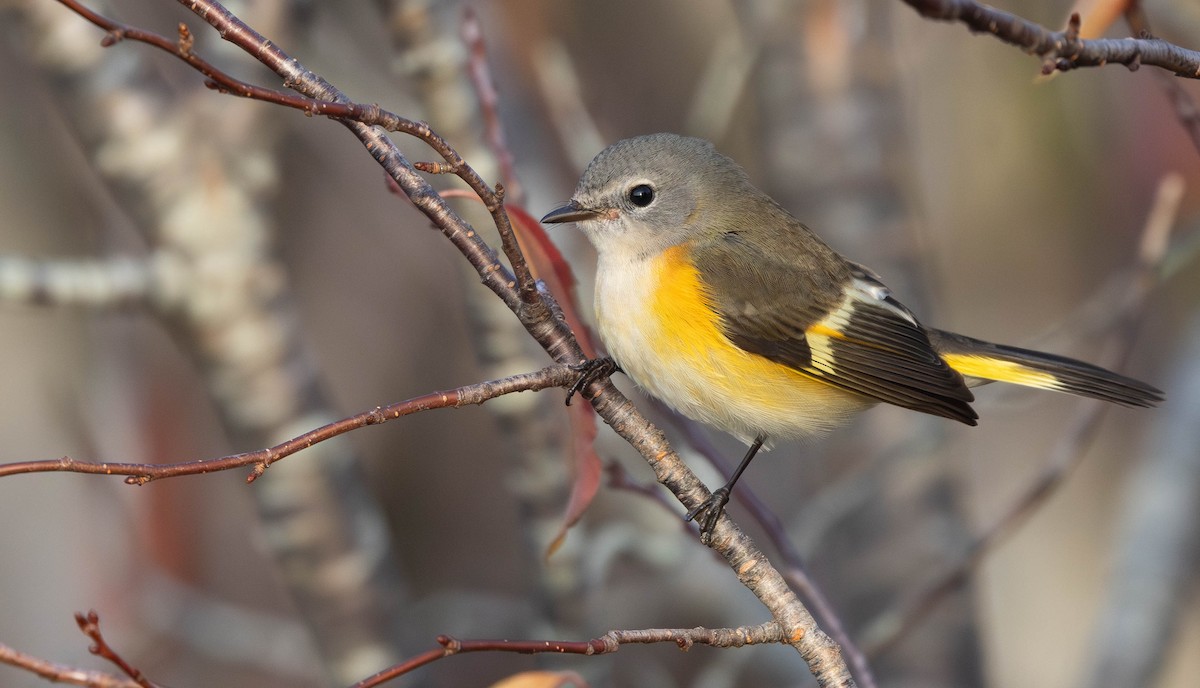 American Redstart - ML644151665