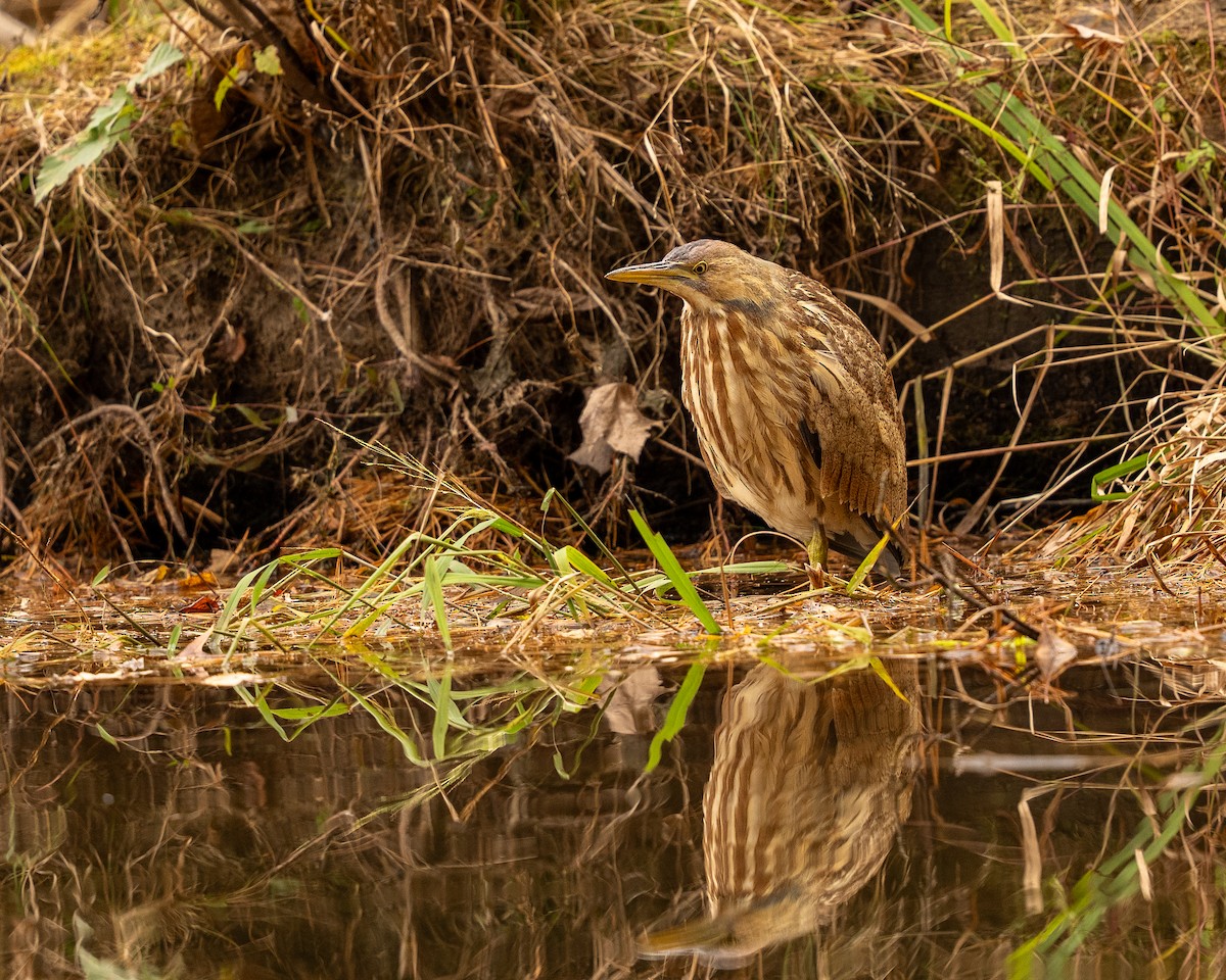 American Bittern - ML644151666