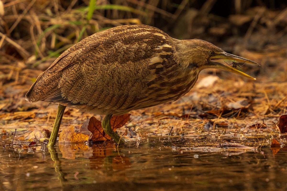 American Bittern - ML644151668