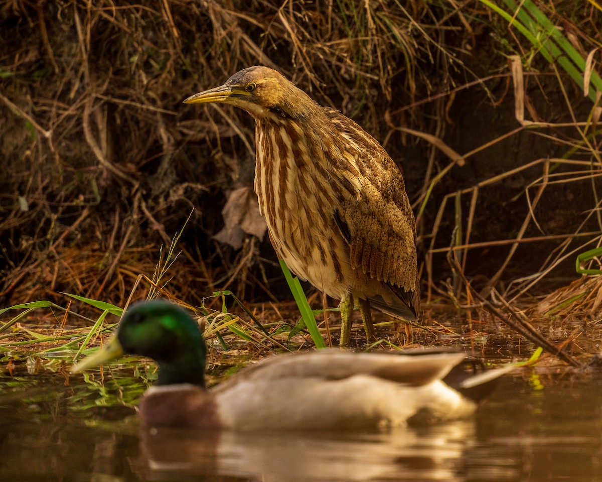 American Bittern - ML644151669
