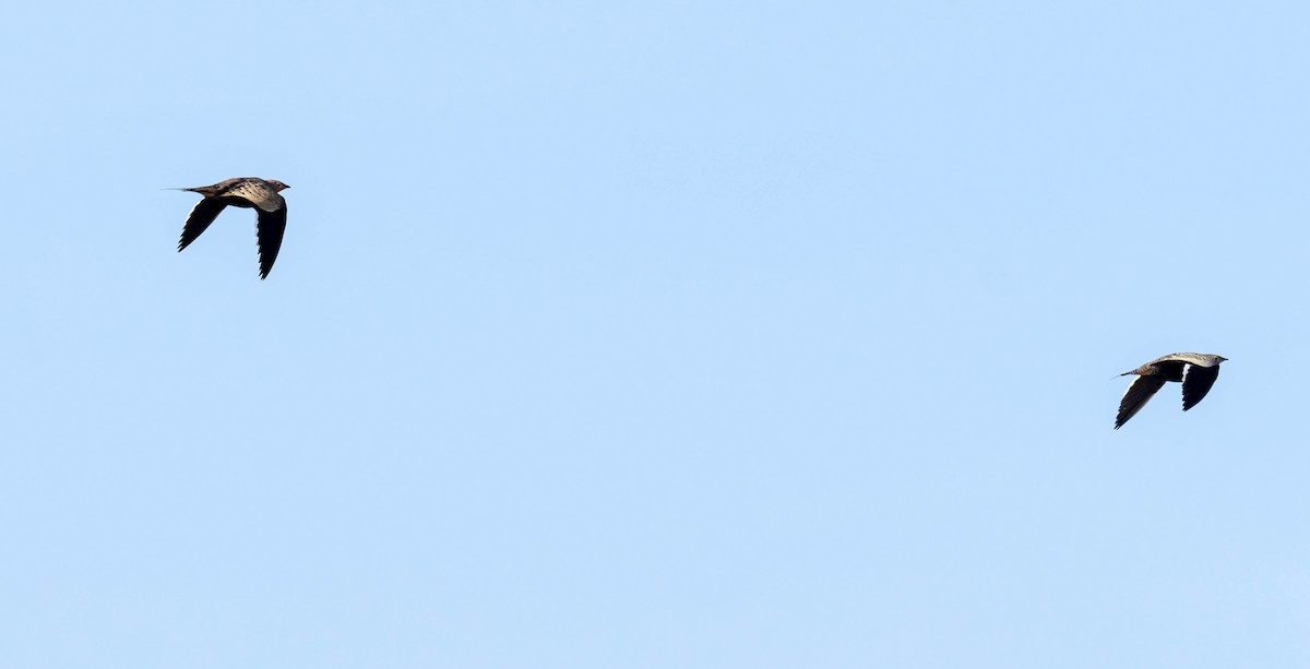 Ganga azpiarrea - ML644151675