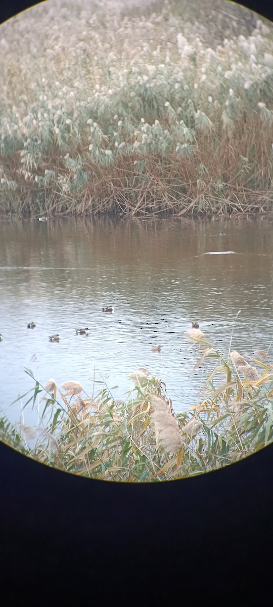 Northern Shoveler - ML644151690