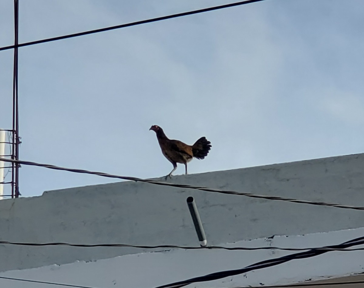West Mexican Chachalaca - ML644151701