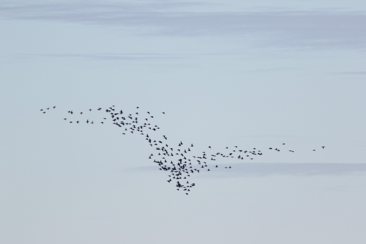 Black Scoter - ML644151720