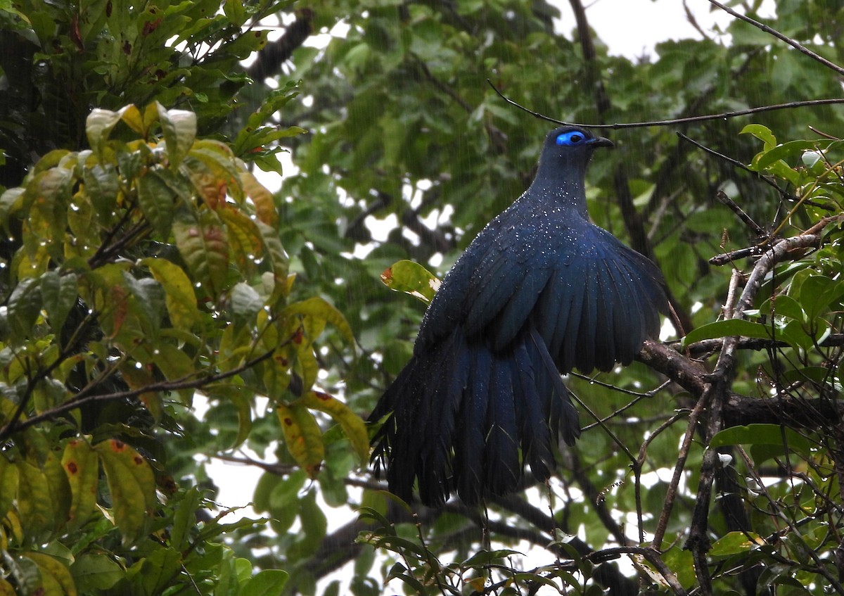 Blue Coua - ML644151727