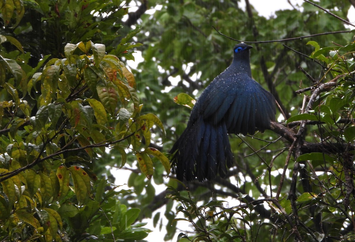Blue Coua - ML644151728
