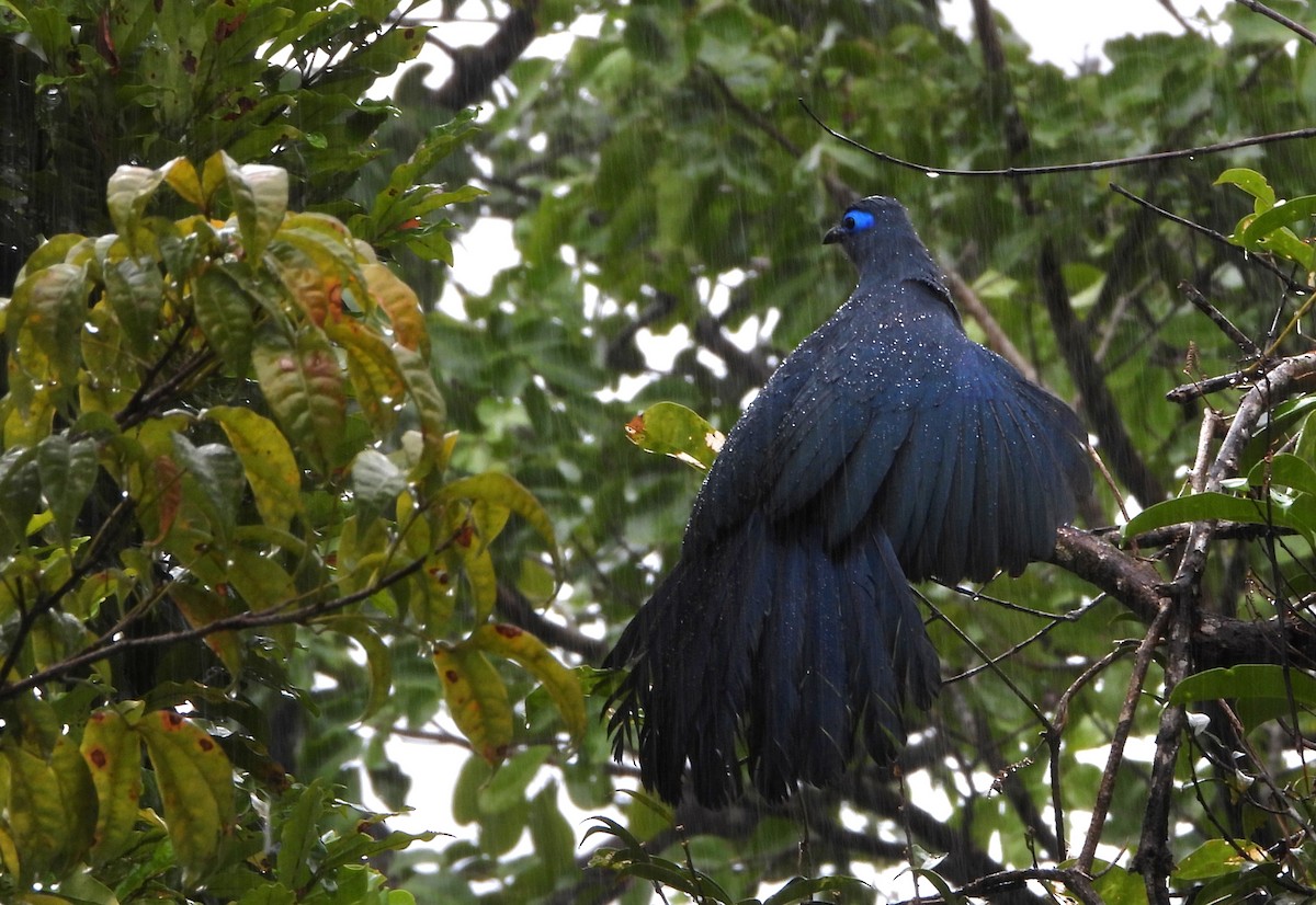 Blue Coua - ML644151729
