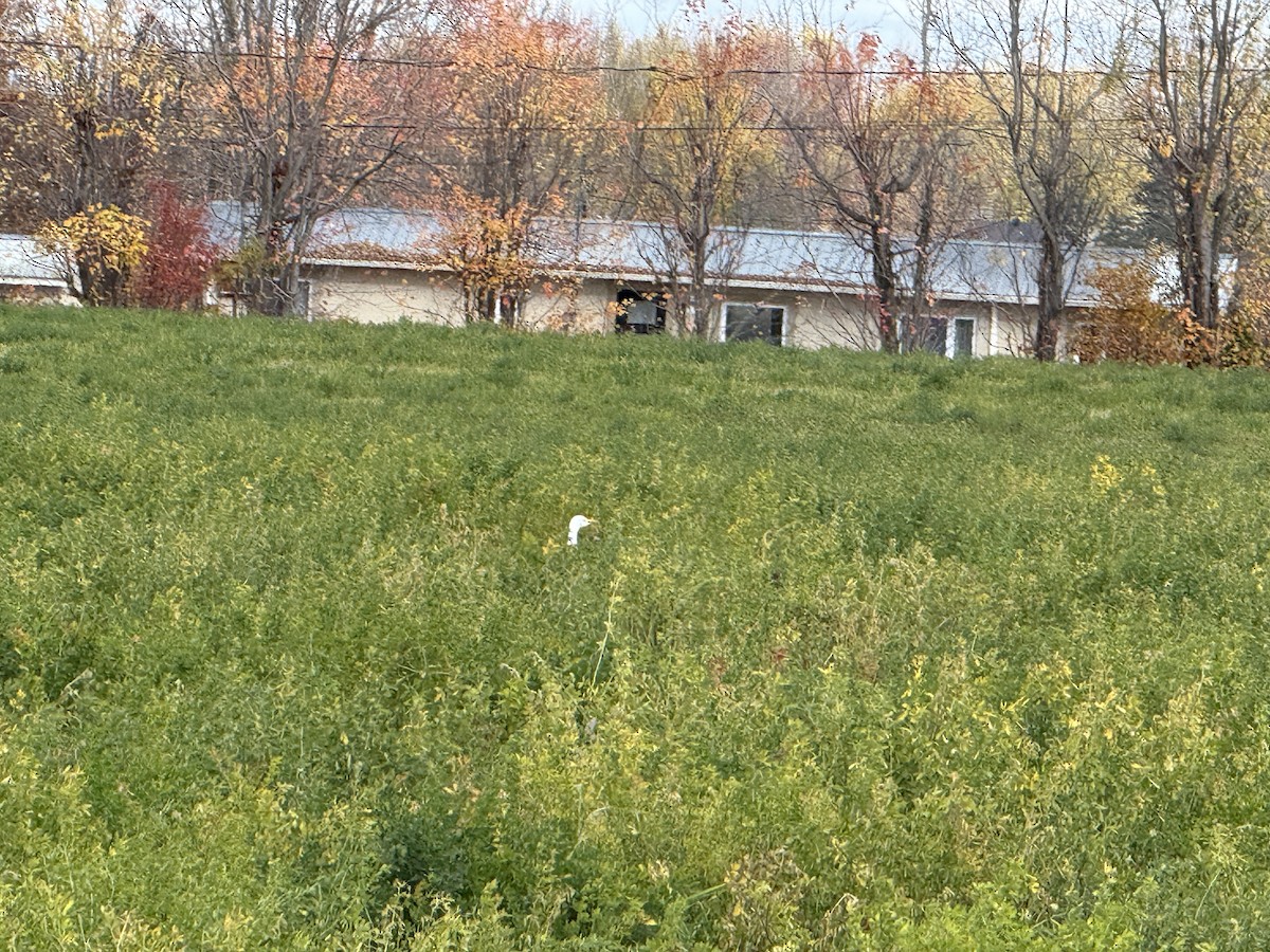 Western Cattle-Egret - ML644151740
