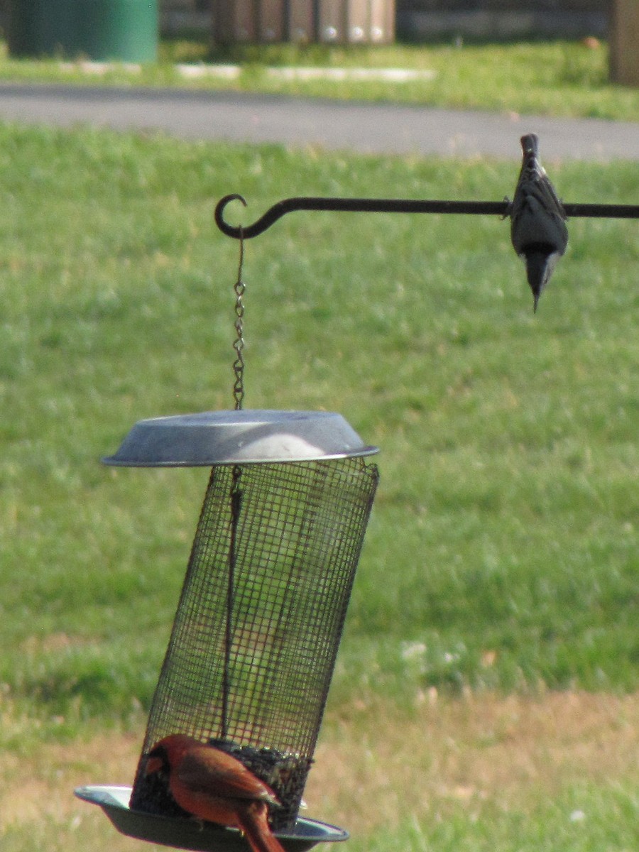 Кардинал червоний - ML644151746