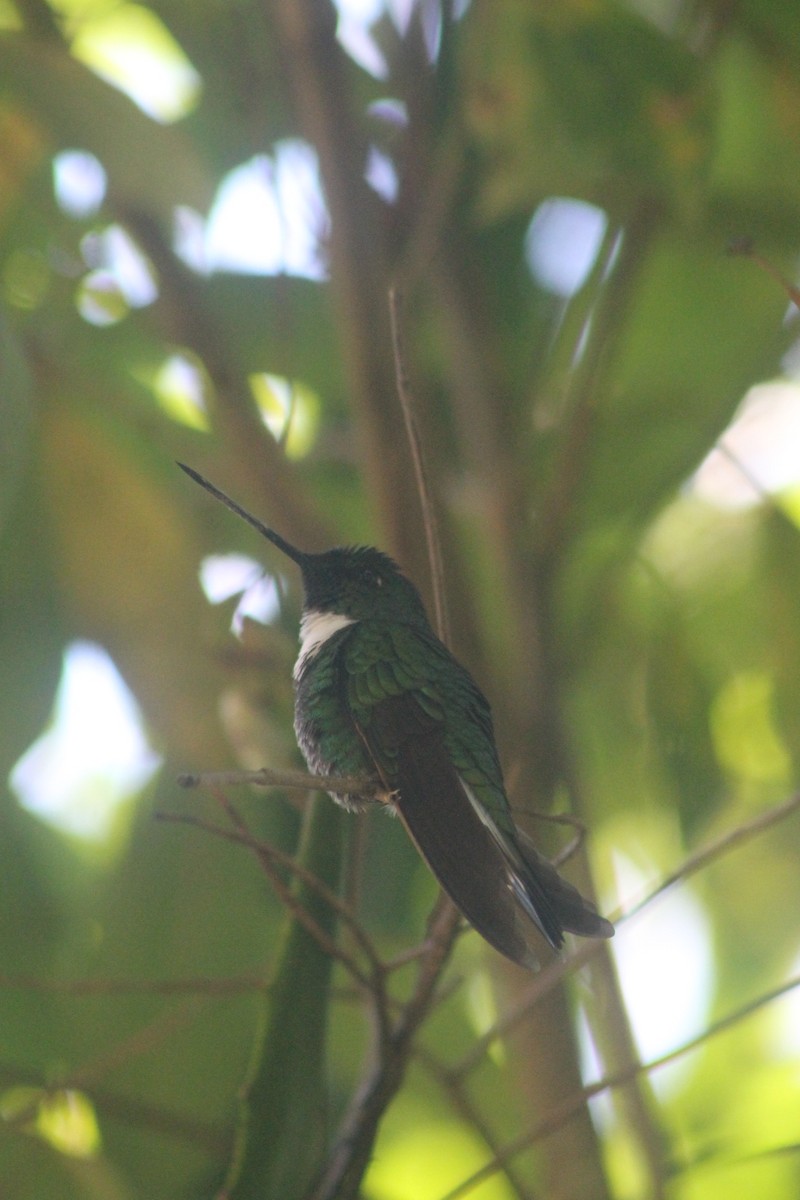 Green Inca - ML644151753