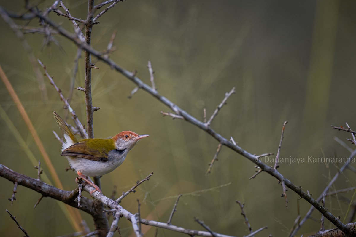 Common Tailorbird - ML644151784