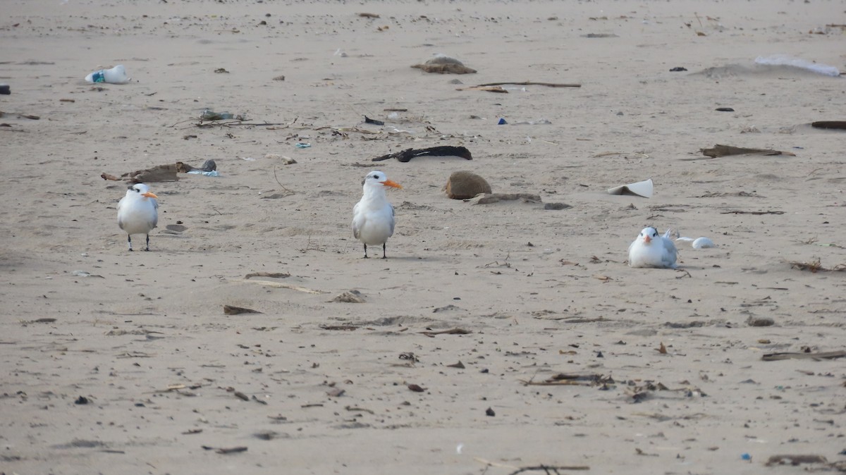 Royal Tern - ML644151786