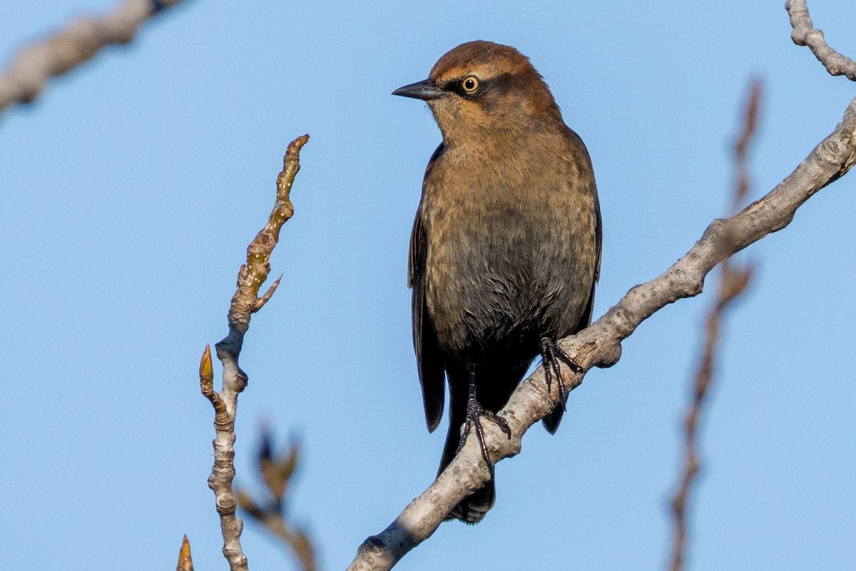 Rusty Blackbird - ML644151787