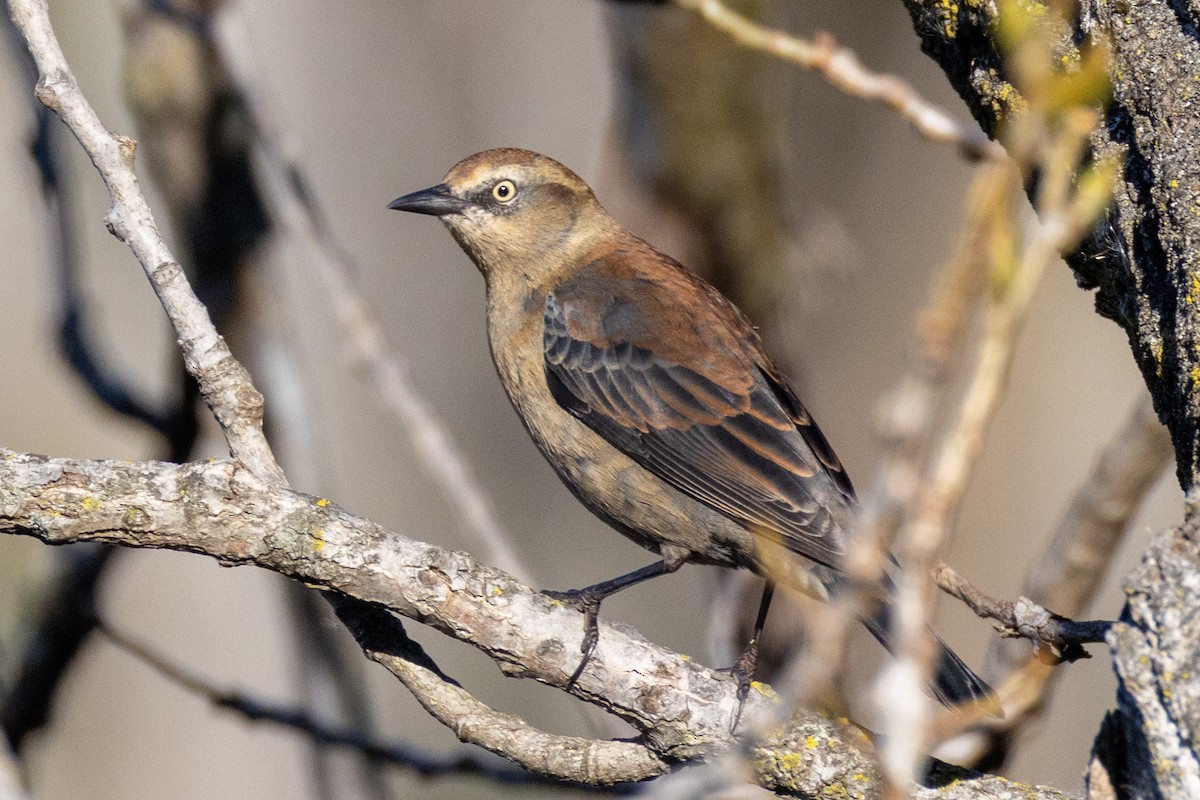Rusty Blackbird - ML644151788