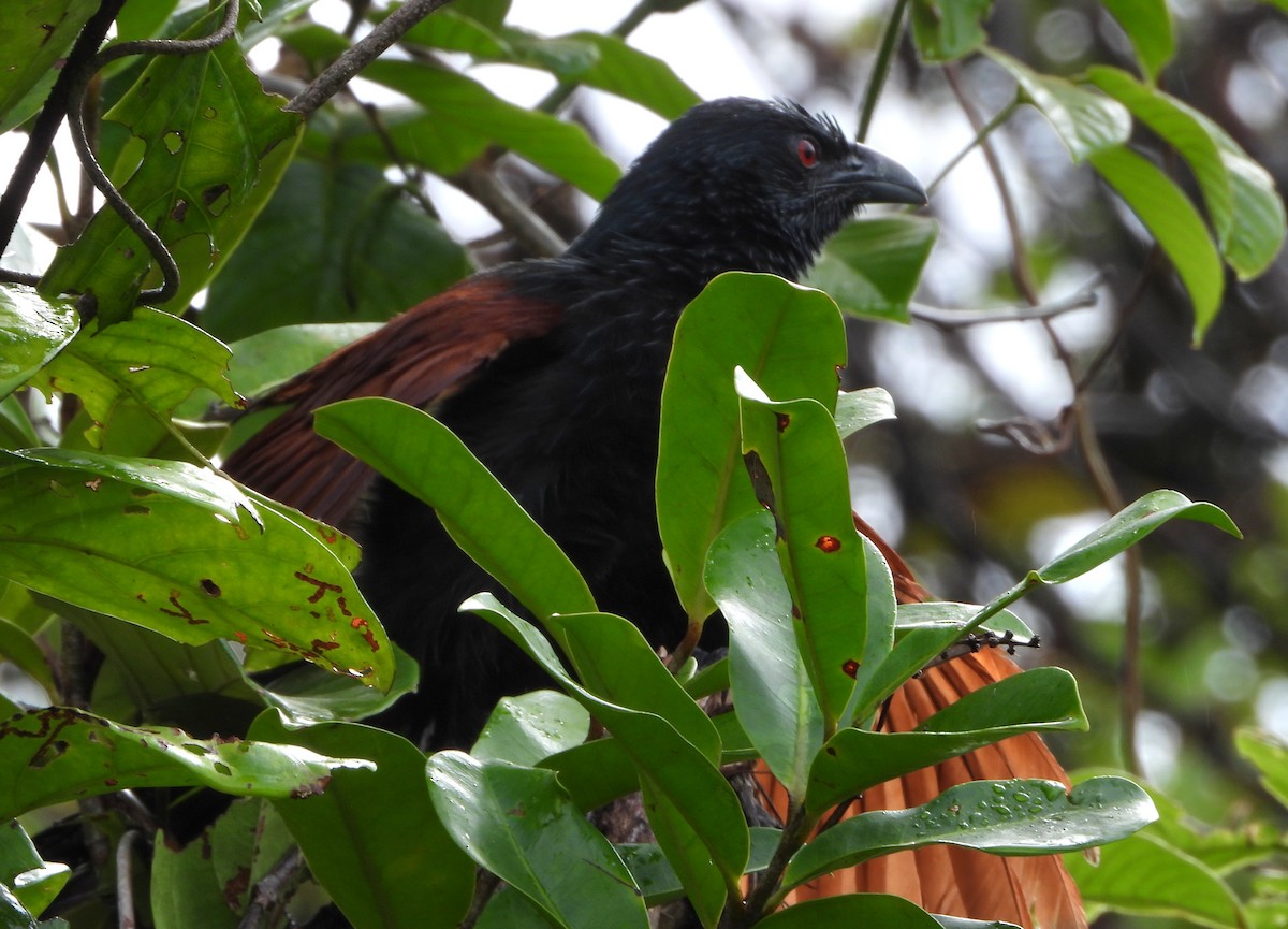 Malagasy Coucal - ML644151796
