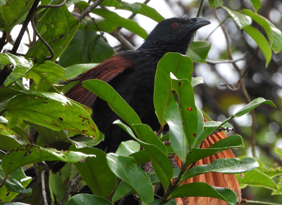 Malagasy Coucal - ML644151797