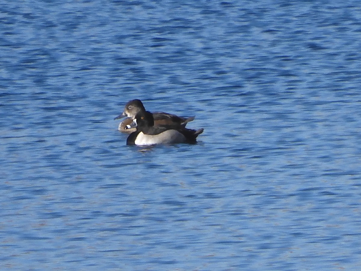 Ring-necked Duck - ML644151798