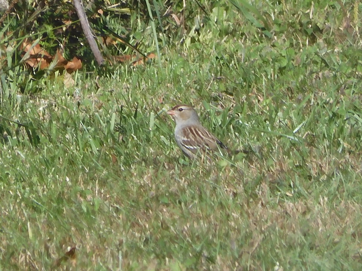 White-crowned Sparrow - ML644151833