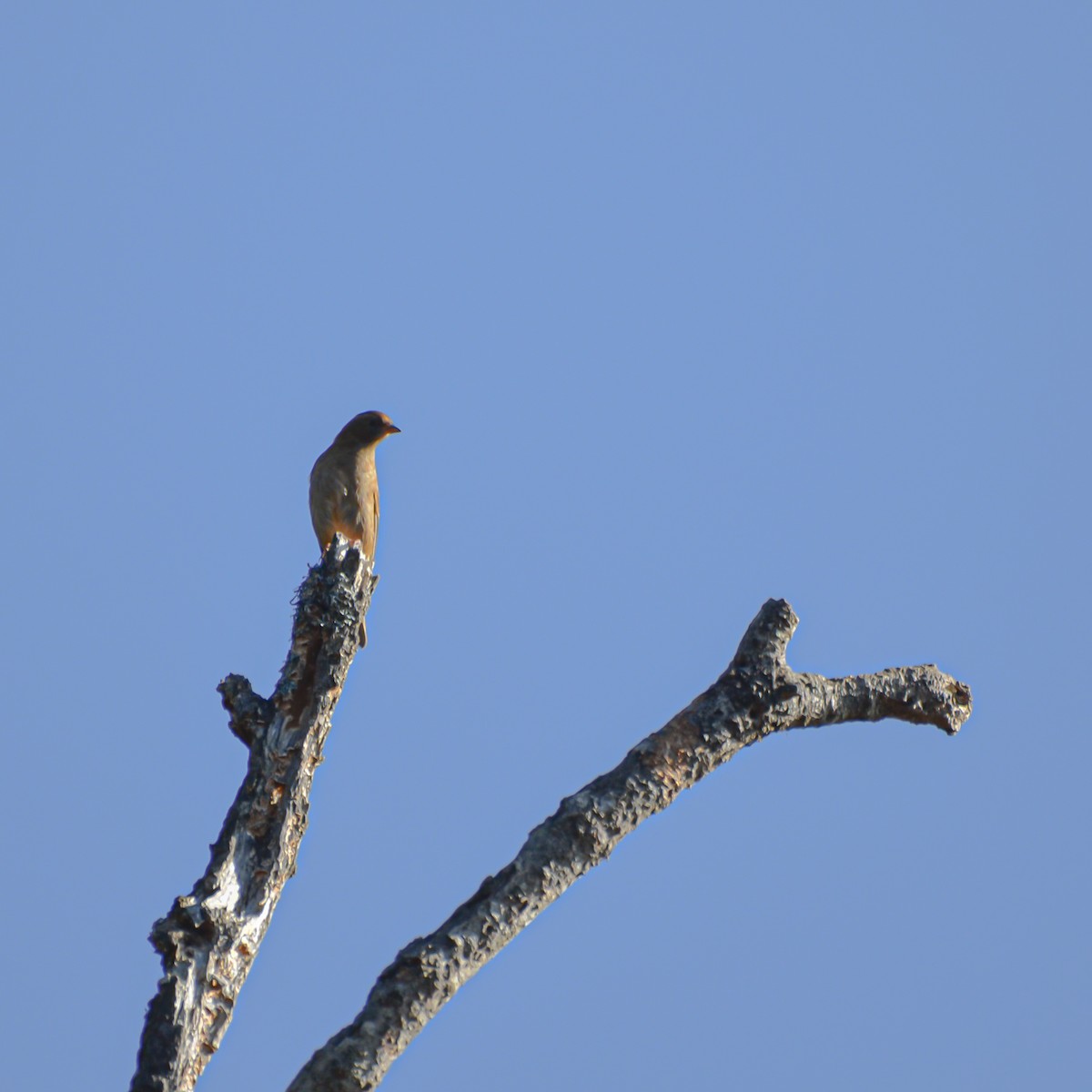 Dark-breasted Rosefinch - ML644151860