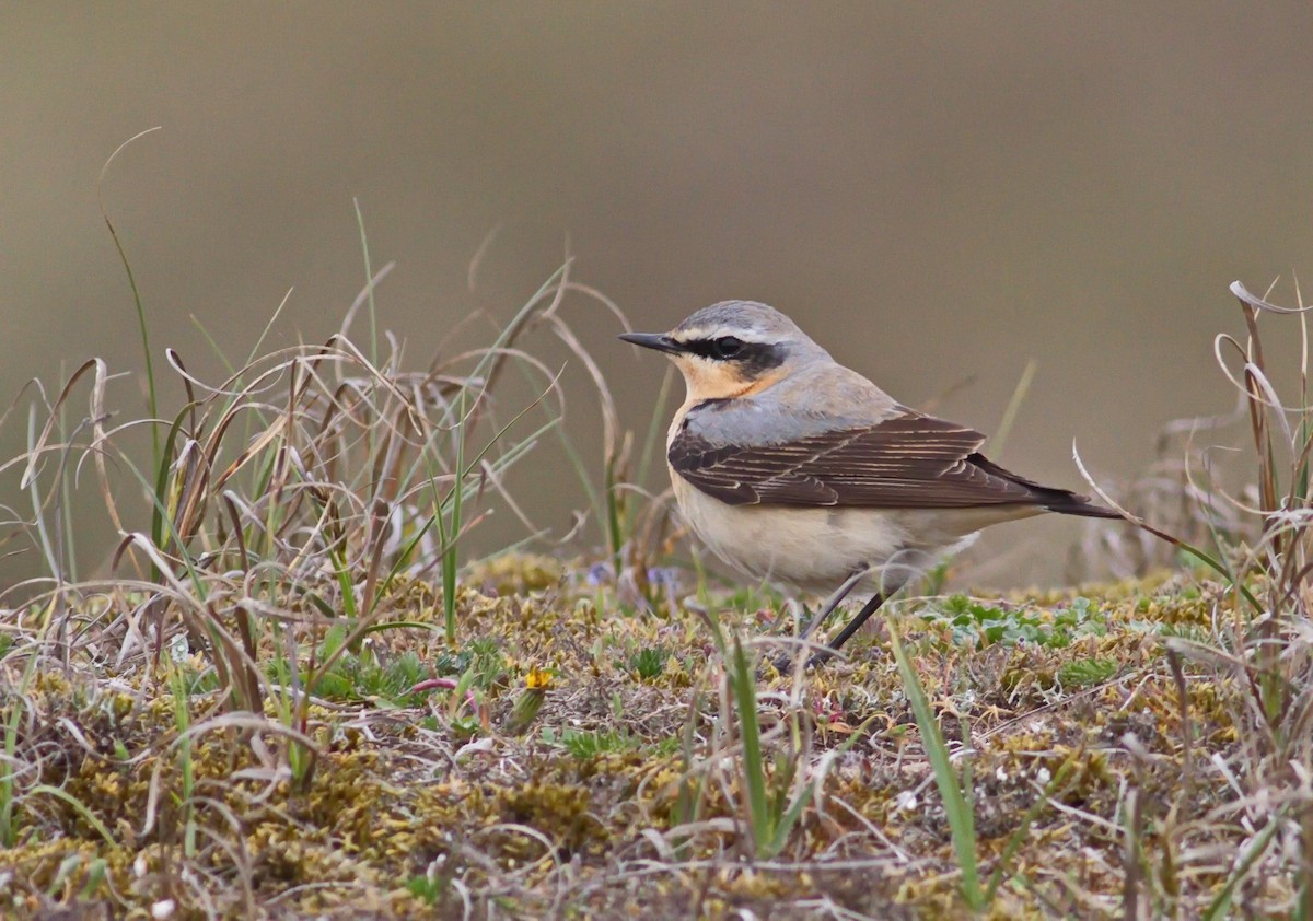 Northern Wheatear (Eurasian) - ML644151863